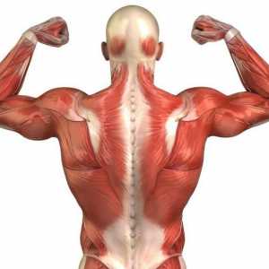 Mușchii trunchiului: nume și funcții