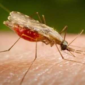 Este țânțarul malaric într-adevăr mare?