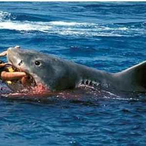 Atacul unui rechin pe un om - ororile nu sunt în film, ci în realitate!