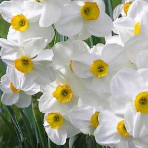 Narcissus este un om sau o iubire imensă pentru sine. Narcissus Narcissus: semnificația…