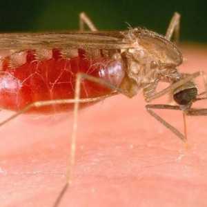 Tantar insecte: durata de viata, conditiile si habitat