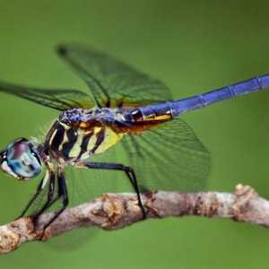 Insectele sunt reprezentate de tipul artropodei. Caracteristici ale structurii și funcțiilor vitale