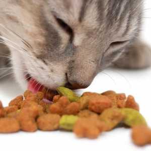 Animalele de companie, sau cum să hrănim corect pisicile