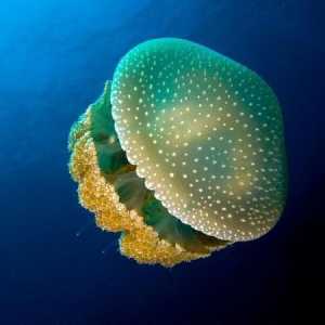 Cât de periculoase sunt meduzele din Marea Neagră?
