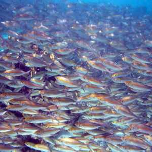 Știința peștilor - ihtiologia