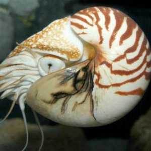 Nautilus (crustacee): descriere, structură și fapte interesante