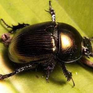 Dung Beetle - habitat și stil de viață