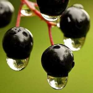 Numele fructelor de padure negre, utile si periculoase pentru sanatate