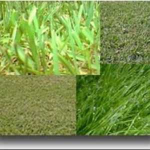 Названия и виды трав. Виды газонных трав