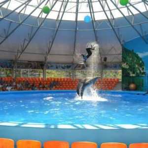 `Немо`, дельфинарий в Джубге: такого шоу дельфинов вы еще не видели!