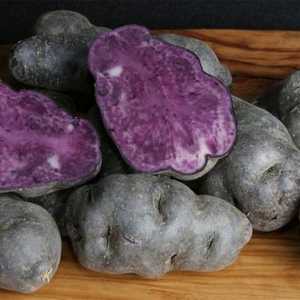 Cartof violet extrem de util