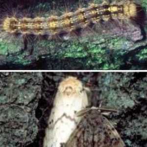 Vierme de mătase necorespunzătoare - unul dintre cei mai periculoși dăunători