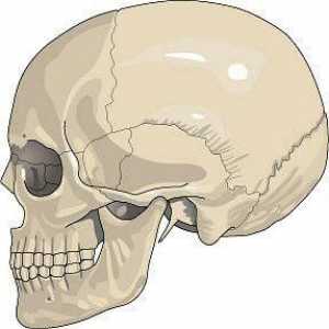 Неподвижное соединение костей имеет... Какие соединения костей являются неподвижными?