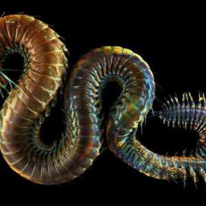 Nereid, vierme de mare: descriere