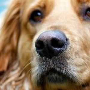 Câteva sfaturi practice despre cum să scrieți un anunț despre pierderea unui câine