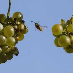 Câteva sfaturi despre cum să protejați strugurii de viespi