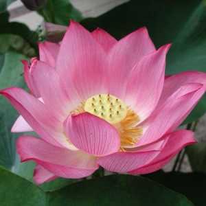 Incredibil de frumoasa vale de lotusi din Taman