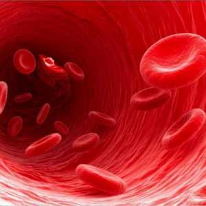 Norma proteinei totale din sângele unei femei. Motive pentru anomalie