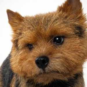 Norwich Terrier: descrierea rasei