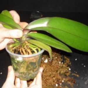 O noutate în colecția dvs. de plante domestice este o orhidee. Cum să replantați după cumpărare?