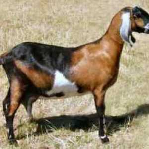 Rasa de capre nubiană: descriere și descriere generală