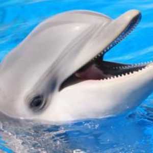 Despre câți trăiesc delfinii și alte fapte interesante despre aceste animale