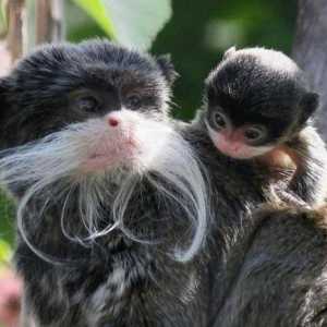 Monkey Tamarin imperial: specii de specii, habitat, nutriție