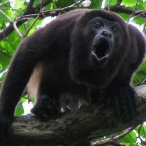 Monkey-howler: o descriere a primatelor și semnificația șuierilor lor