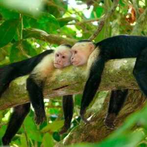 Maimuțe capucine: caracteristici de întreținere a casei