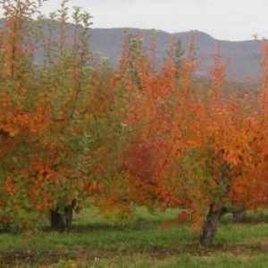 Tratarea pomilor fructiferi în toamnă de dăunători și boli