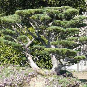 Tunderea pinului: formarea coroanei. Cum de a planta un copac de pin