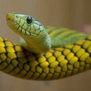 Foarte otrăvitor șarpe din familia aspidelor: unii reprezentanți și pericolul lor