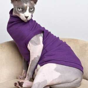 Îmbrăcăminte pentru o pisică: ne creăm propriile noastre haine pentru animalele de companie