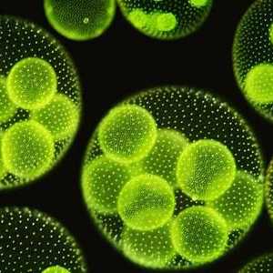Plantele unicelulare: exemple și caracteristici
