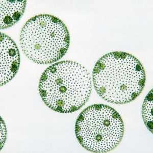 Algele unicelulare: caracteristici ale structurii. Reprezentanți ai algelor unicelulare