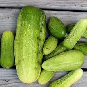 Cucumbers `mamă-in-law` și` zyatek`: recenzii, descriere,…