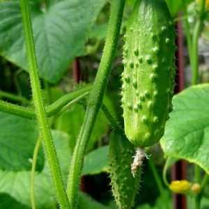 Cucumber `Phoenix`: descrierea varietății și a regulilor de îngrijire
