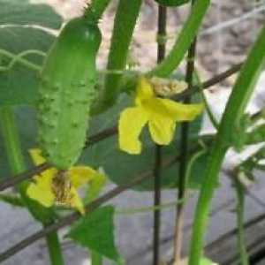 Cucumber `Libelle F1`: comentarii și caracteristici