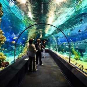 Oceanarium în Sochi: fotografie, recenzii, adresa
