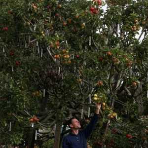 Cultivarea pomilor fructiferi. Sfaturi pentru grădinari