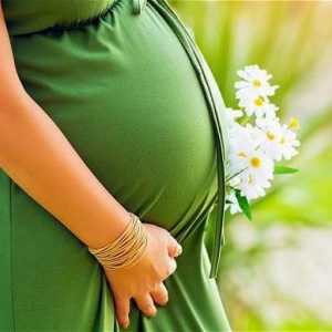 Uleiul de masline din vergeturile in timpul sarcinii: recenzii