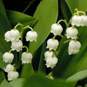 Descrierea florii crinului din vale. Crin de vale mai (Convallaria majalis L.)