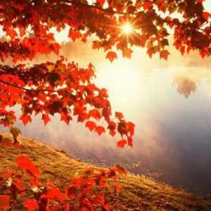 Описание осеннего леса в ярких красках. Время для тишины и вдохновения