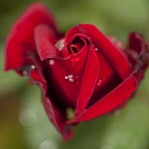 Descrierea trandafirului, sau a varietății de specii din Regina Florilor
