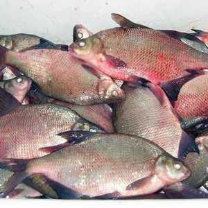 Opisthorchiasis - ce fel de pește? Opisthorhioza: simptome la om, tratament și prevenire