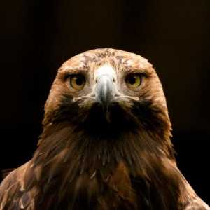 Vulturul-pământ de îngropare: o pasăre aflată pe punctul de a dispărea
