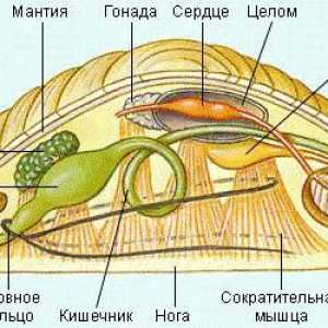 Organe de excreție în molustele. Structura moluștelor