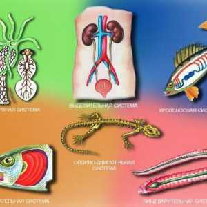 Organe de animale, sisteme de organe: definiție, exemple