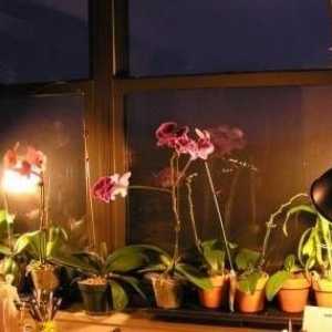Orhideele nu se înfloresc: ce să faci cu încăpățânatul Phalaenopsis?
