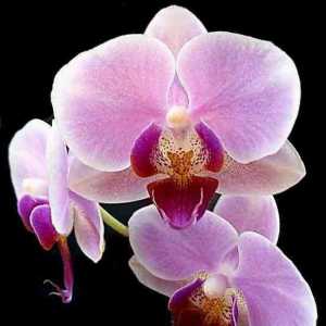 Orchid: cum să facem această plantă să înflorească în casă?